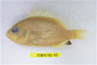 藏品(斑花鱸臀斑月)的圖片